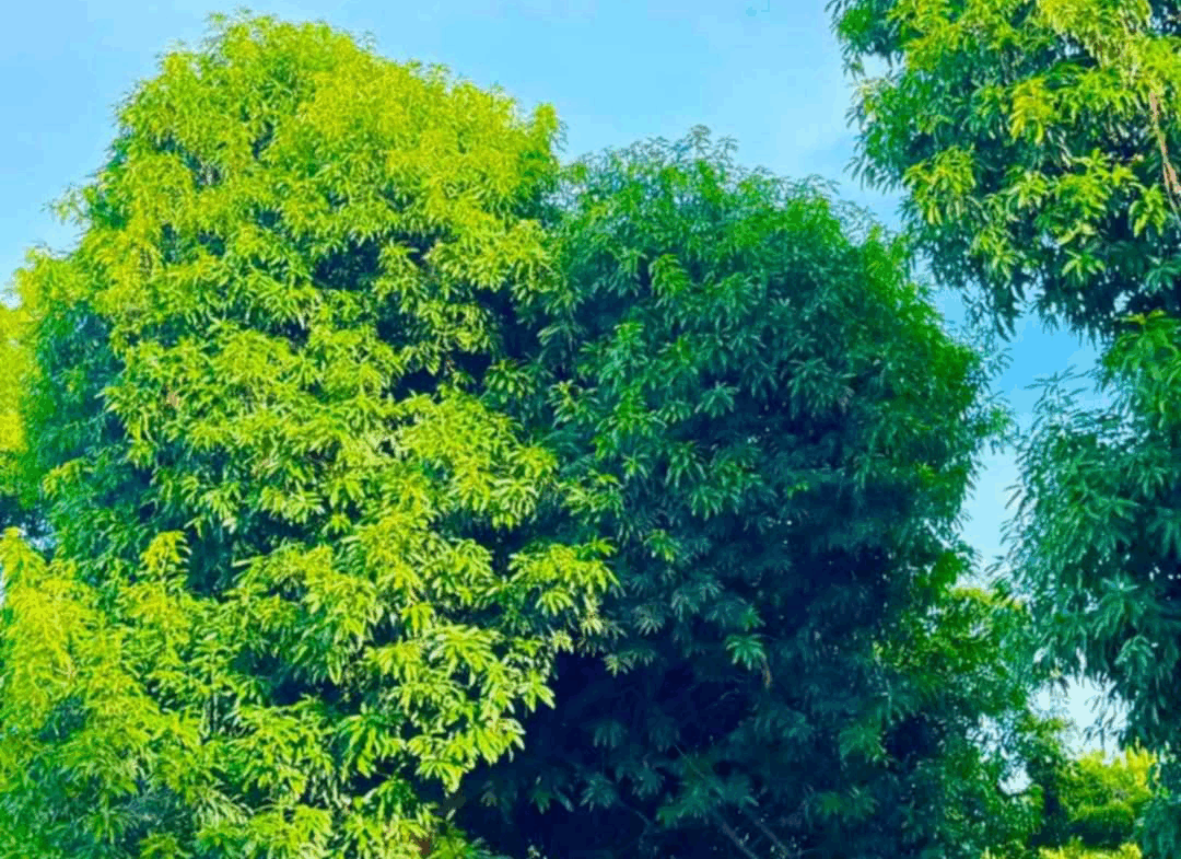 Mango Farm Arayat Pampanga For Sale