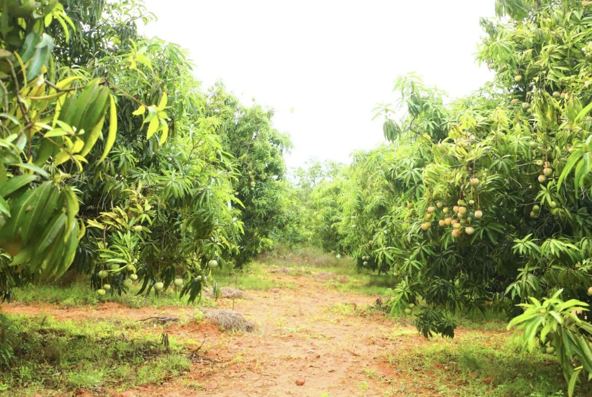 Mango Farm Arayat Pampanga For Sale