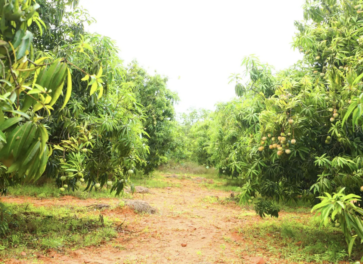 Mango Farm Arayat Pampanga For Sale