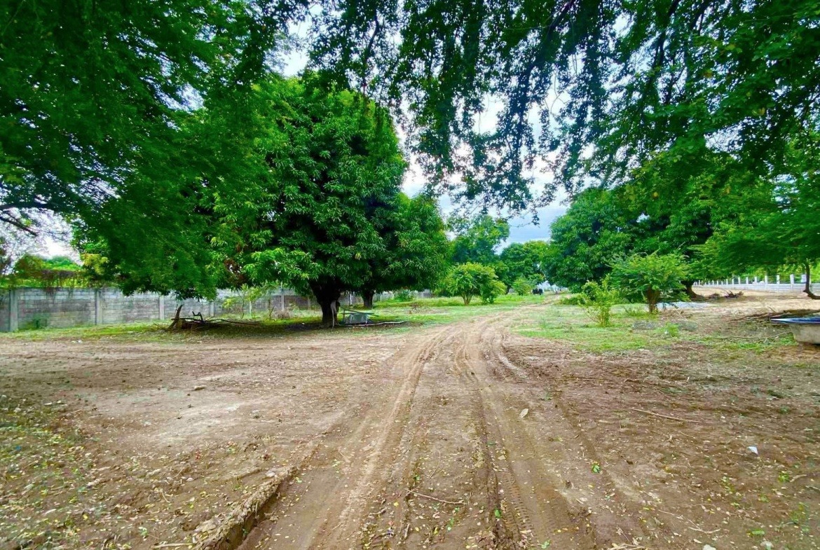 Mango Farm Paralaya Arayat Pampanga For Sale