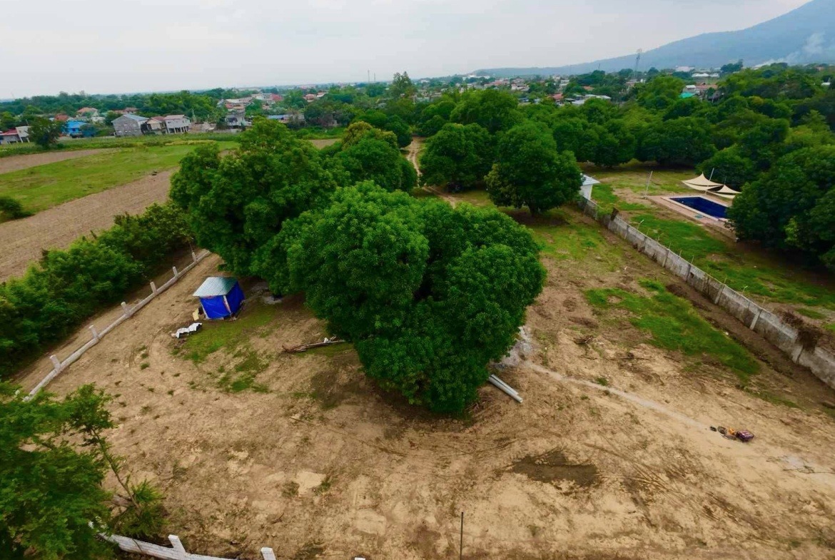Mango Farm Top Side View Paralaya Arayat Pampanga For Sale